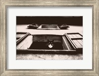 Framed Dali the Cat