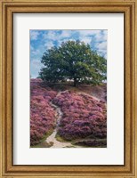 Framed Purple Heath