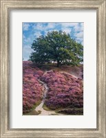 Framed Purple Heath