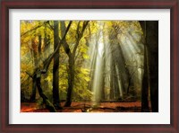 Framed Yellow Leaves Rays