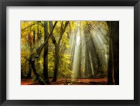 Framed Yellow Leaves Rays