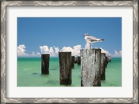 Framed Welcome to Naples, Florida