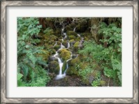 Framed Fern Waterfall