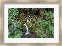 Framed Fern Waterfall