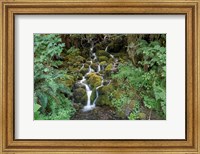 Framed Fern Waterfall