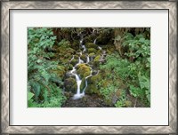 Framed Fern Waterfall