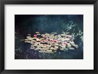 Framed Waterlilies