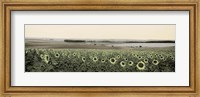 Framed Andalusian Sun Flowers