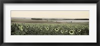 Framed Andalusian Sun Flowers