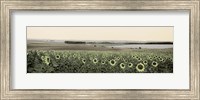 Framed Andalusian Sun Flowers