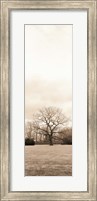 Framed Chestnut Tree