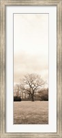 Framed Chestnut Tree