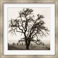 Framed Country Oak Tree