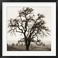 Framed Country Oak Tree