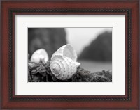 Framed Crescent Beach Shells 1
