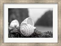 Framed Crescent Beach Shells 1