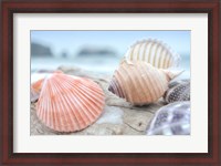 Framed Crescent Beach Shells 10