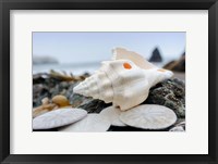 Framed Crescent Beach Shells 11