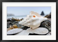 Framed Crescent Beach Shells 11