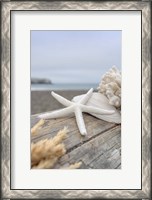Framed Crescent Beach Shells 13