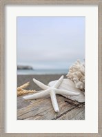 Framed Crescent Beach Shells 14