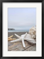 Framed Crescent Beach Shells 14