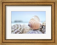 Framed Crescent Beach Shells 15