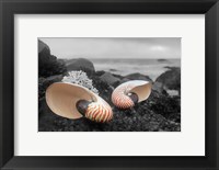 Framed Crescent Beach Shells 2