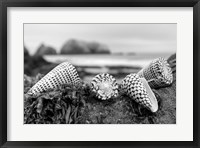 Framed Crescent Beach Shells 3