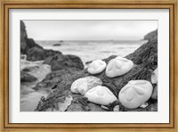Framed Crescent Beach Shells 4