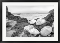 Framed Crescent Beach Shells 4