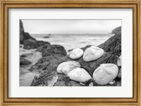 Framed Crescent Beach Shells 4