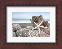 Framed Crescent Beach Shells 5