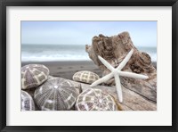 Framed Crescent Beach Shells 5