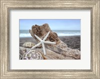 Framed Crescent Beach Shells 6