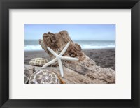 Framed Crescent Beach Shells 6