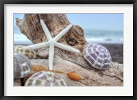 Framed Crescent Beach Shells 7