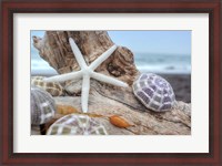 Framed Crescent Beach Shells 7