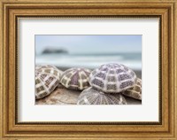 Framed Crescent Beach Shells 8