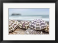 Framed Crescent Beach Shells 8
