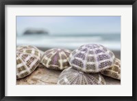 Framed Crescent Beach Shells 8