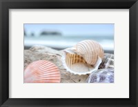 Framed Crescent Beach Shells 9