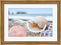Framed Crescent Beach Shells 9