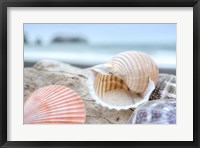 Framed Crescent Beach Shells 9