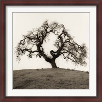 Framed Hillside Oak Tree