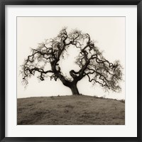 Framed Hillside Oak Tree