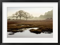 Framed Island Oak Trees