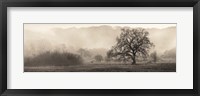 Framed Meadow Oak Tree