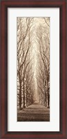 Framed Poplar Trees