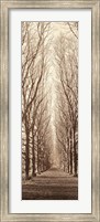 Framed Poplar Trees